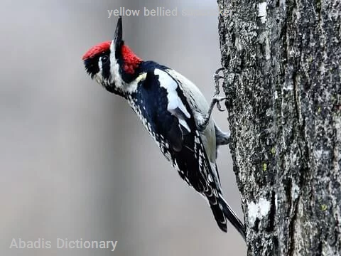 yellow bellied sapsucker